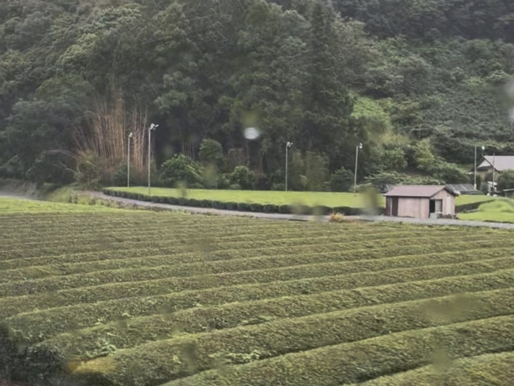大井川鐵道の車窓から眺める茶畑