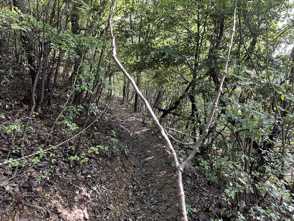 蜘蛛の巣を避けながら歩いた三峰山の登山道