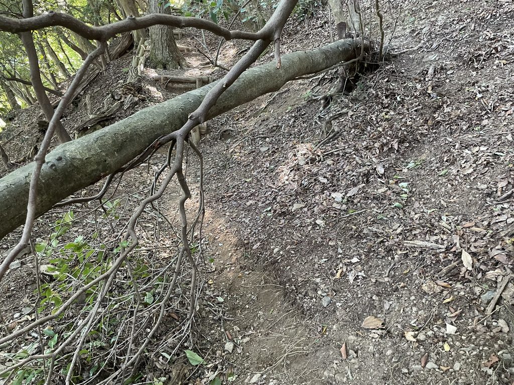養老山の登山道をふさぐように倒れた木