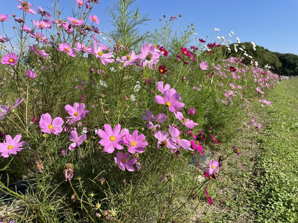 庄内緑地公園に咲くコスモス